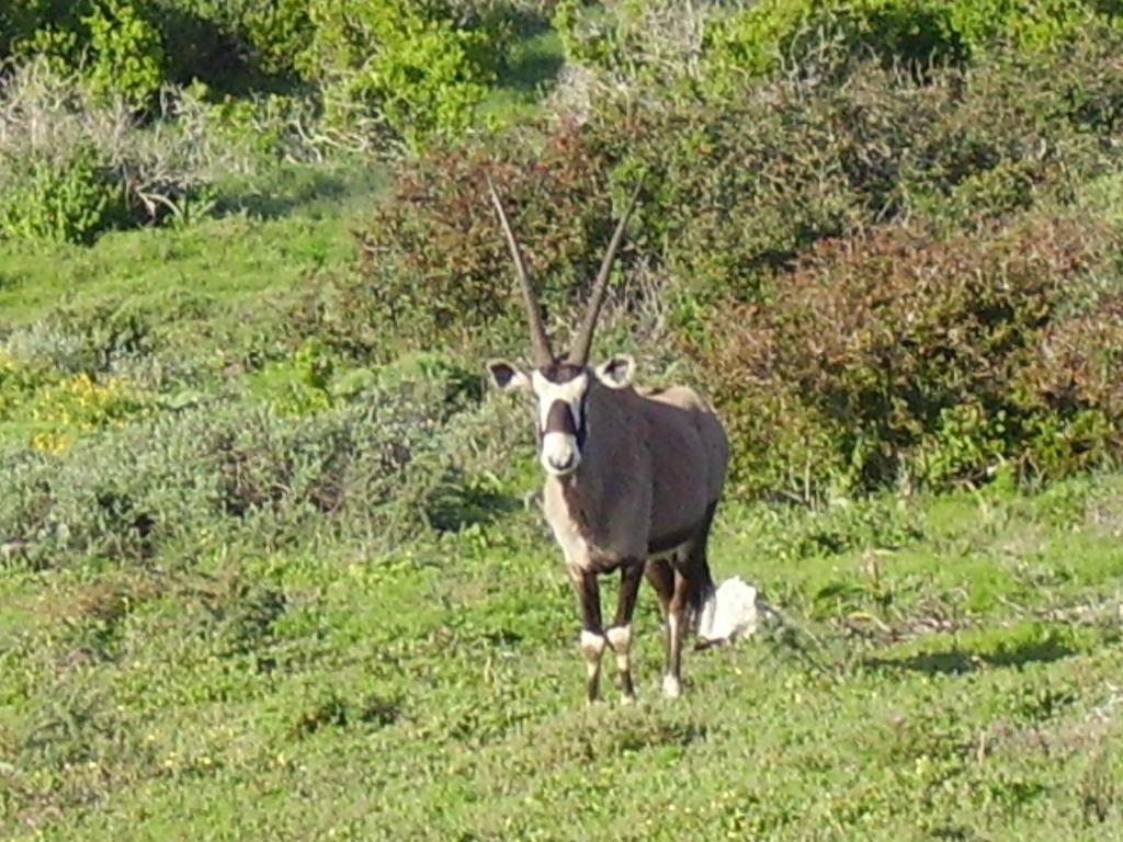 Makarios B&B Langebaan Exterior foto
